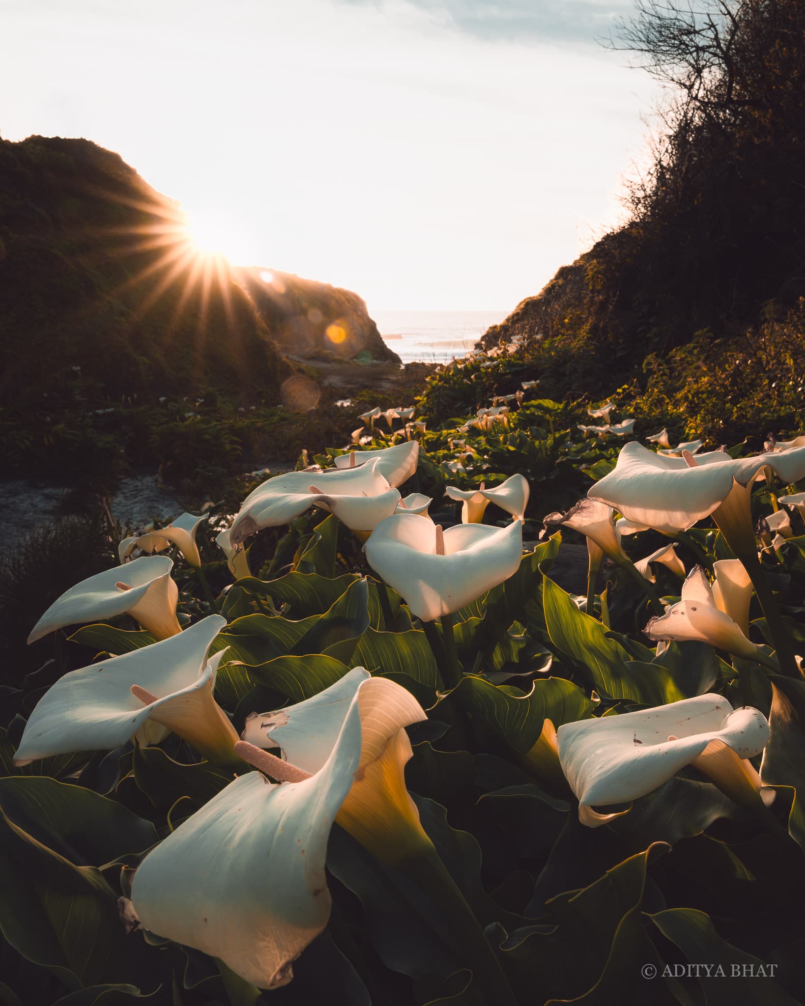 Calla Lily Valley