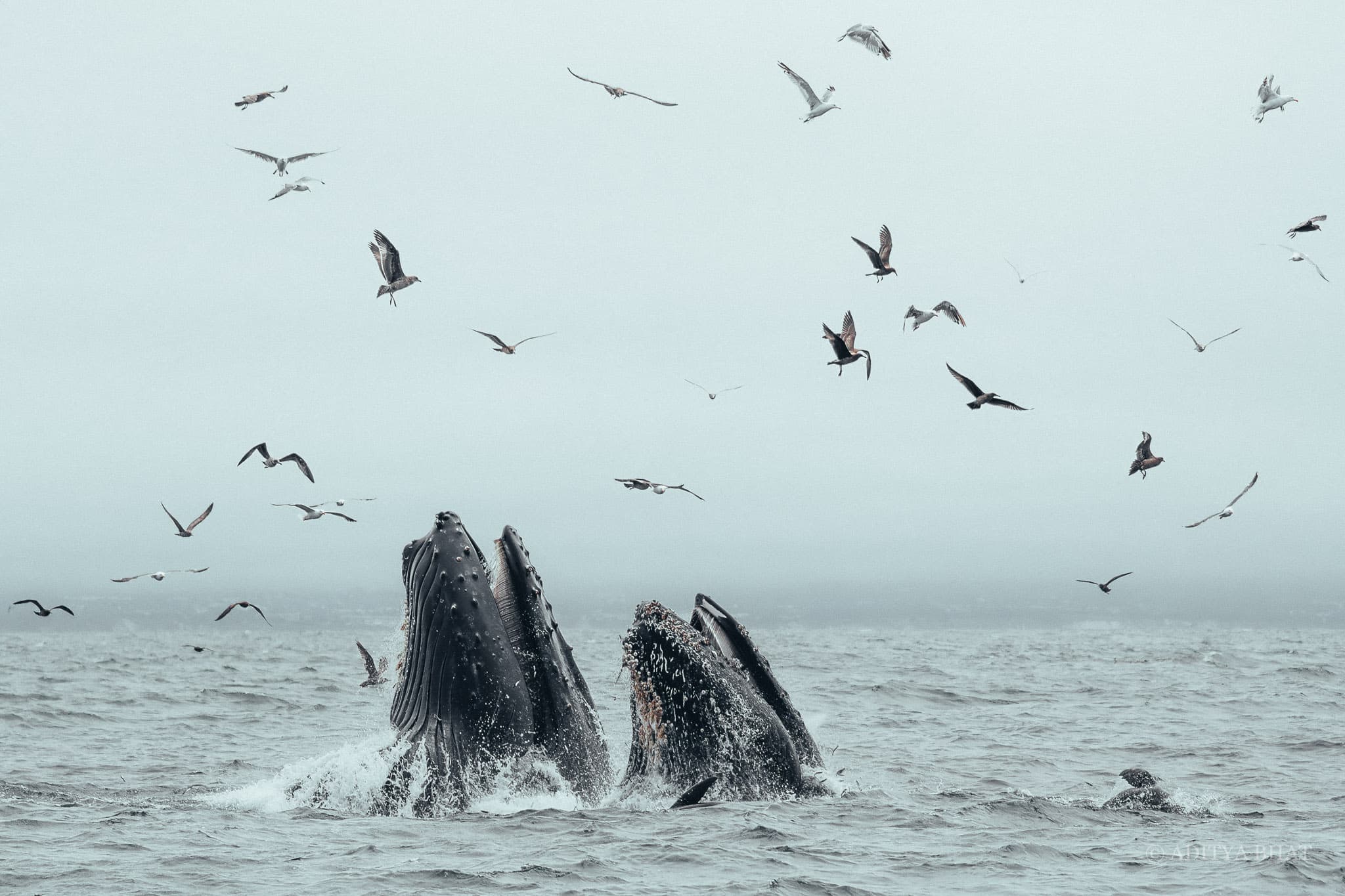 Humpback Whales at Moss Landing