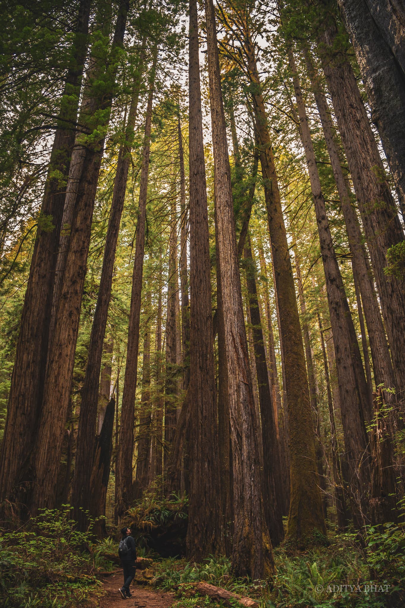 Among the Redwoods